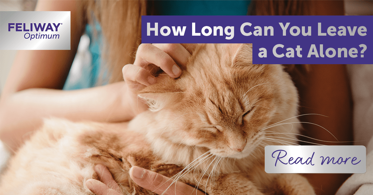 How Long Can You Leave a Cat Alone?